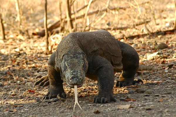 7 Interesting Facts About Komodo National Park You Need to Know Before Visiting