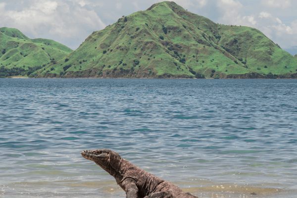 Komodo Island is the New Gateway to Indonesia – Labuan Bajo Tourism